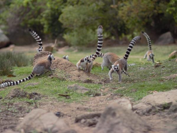 Eastern Madagascar small group tour