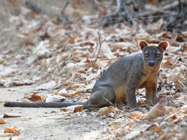 Eastern Madagascar small group tour