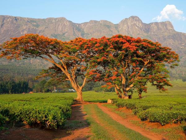 Malawi highlights tour, tailor made