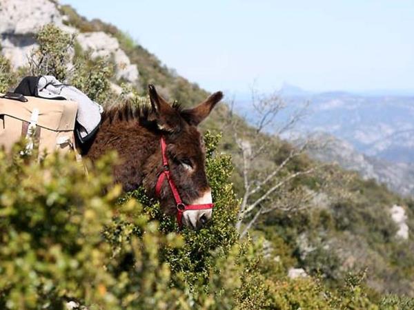 Family walking vacations with a donkey, France 