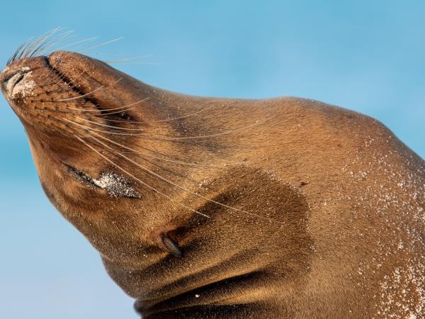 Galapagos and Peru vacation, tailor made