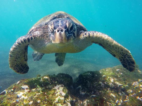 Galapagos and Peru vacation, tailor made