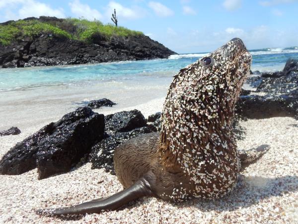 Galapagos and Peru vacation, tailor made