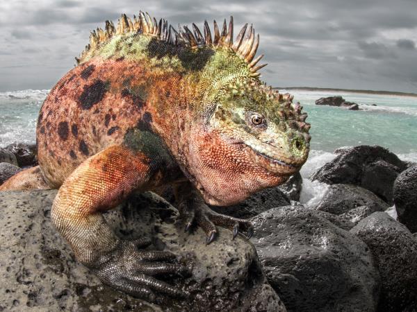 Galapagos and Peru vacation, tailor made
