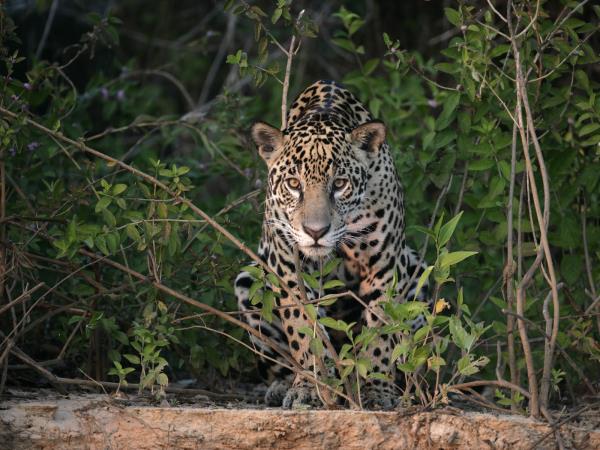 Jaguar photo tour in Brazil, Pantanal