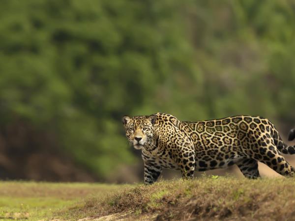 Jaguar photo tour in Brazil, Pantanal