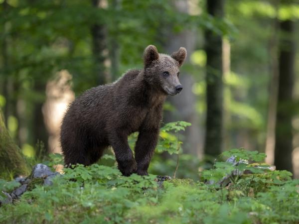Bear Photo Tour in Slovenia
