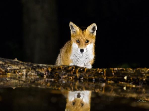 Bear Photo Tour in Slovenia