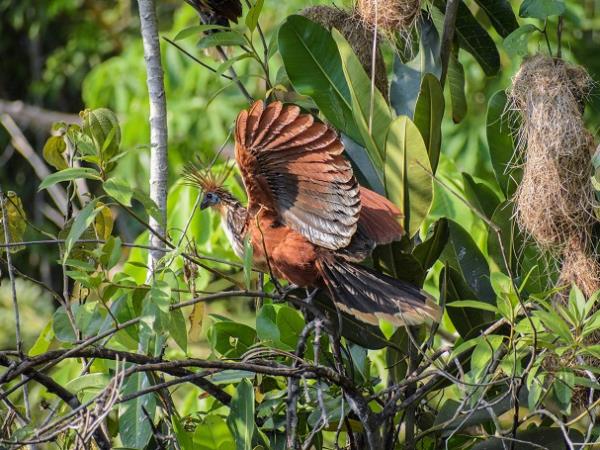 Madidi wildlife tour at Chalalan ecolodge, Bolivia