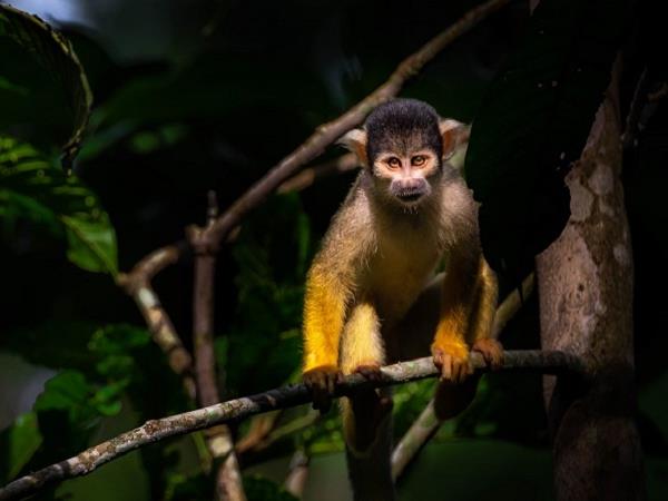 Madidi wildlife tour at Chalalan ecolodge, Bolivia