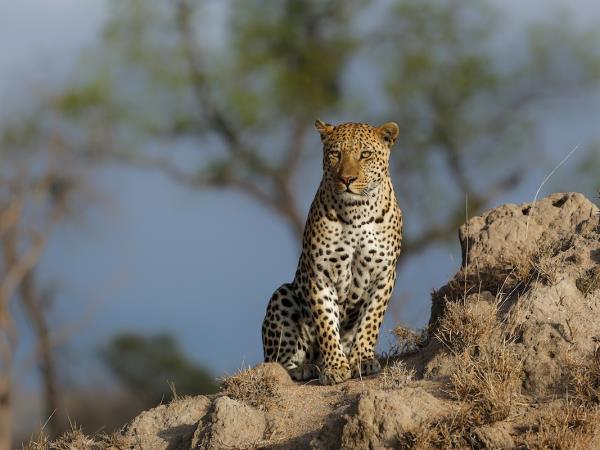 Leopard photo safari in Zambia 