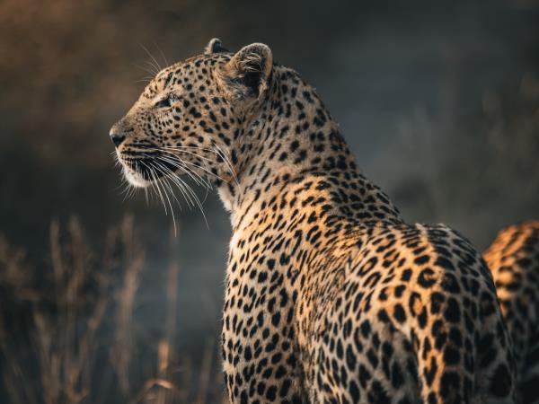 Leopard photo safari in Zambia 