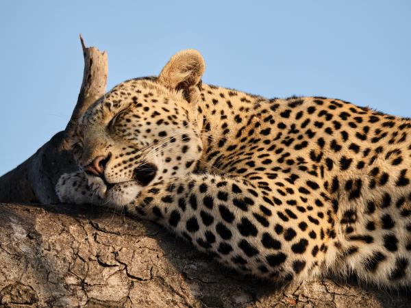 Leopard photo safari in Zambia 