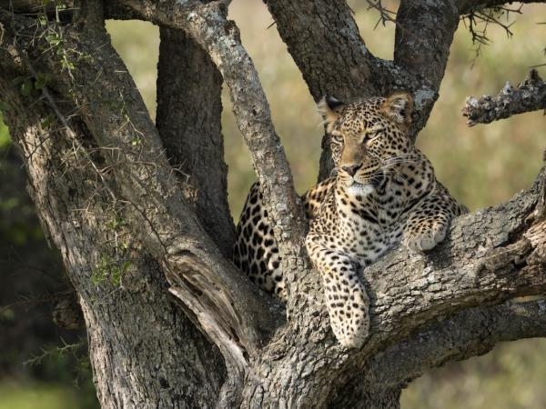 Leopard photo safari in Zambia 