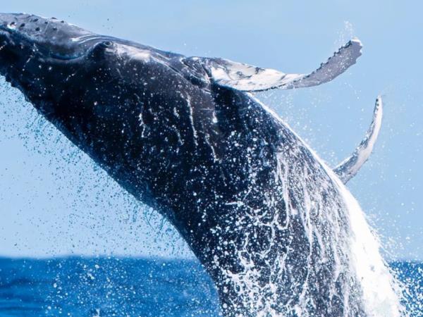 Budget Tonga vacation, swim with humpback whales