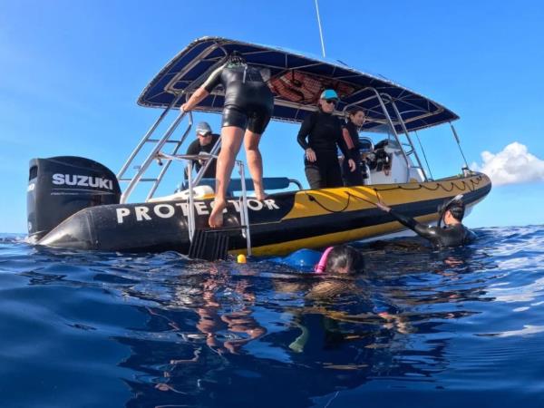 Budget Tonga vacation, swim with humpback whales