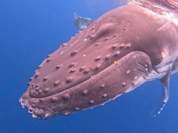 Budget Tonga vacation, swim with humpback whales