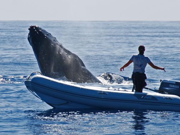Budget Tonga vacation, swim with humpback whales