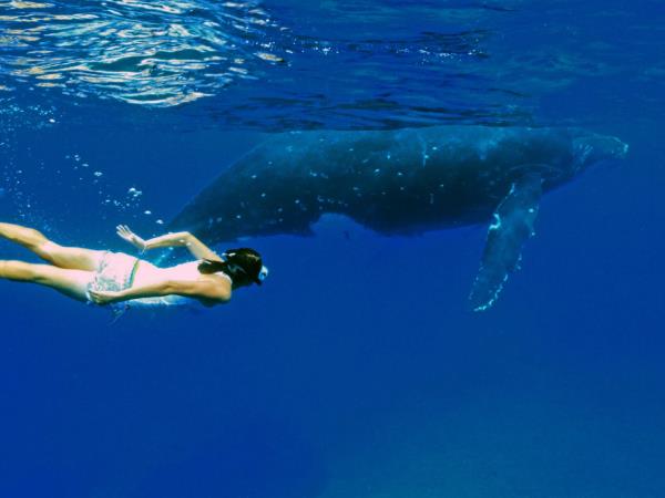 Budget Tonga vacation, swim with humpback whales