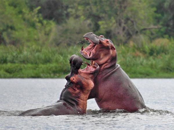 Western Uganda wildlife small group tour