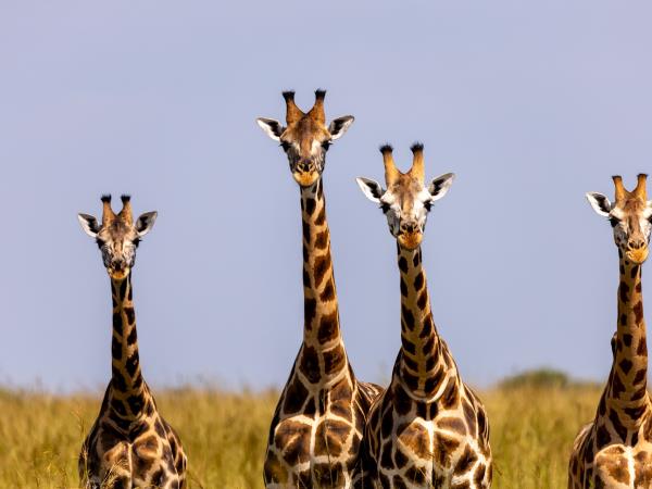 Western Uganda wildlife small group tour