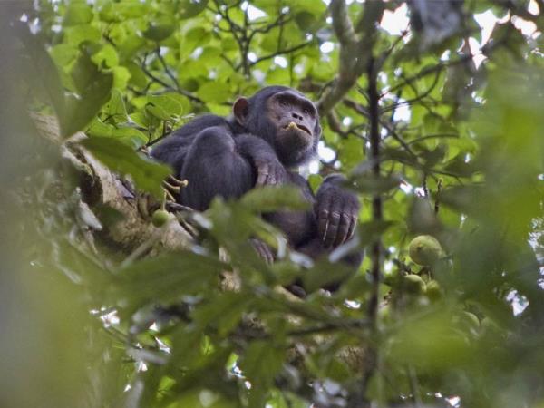 Best of Uganda tour, 14 days 