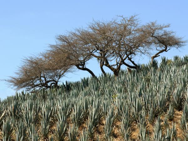 Mexico 10 Day tour