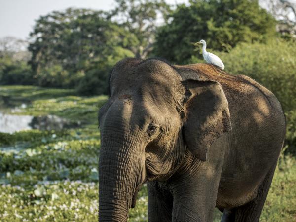 Sri Lanka luxury holiday, digital detox