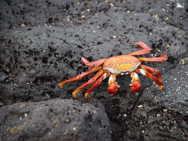 Galapagos Islands swimming vacation