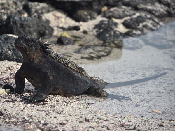 Galapagos Islands swimming vacation