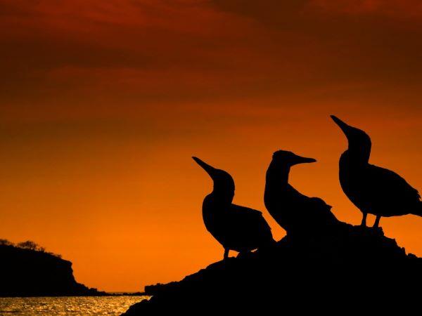 Galapagos Islands swimming vacation