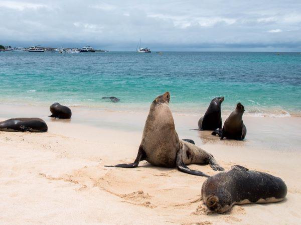 Galapagos Islands swimming vacation