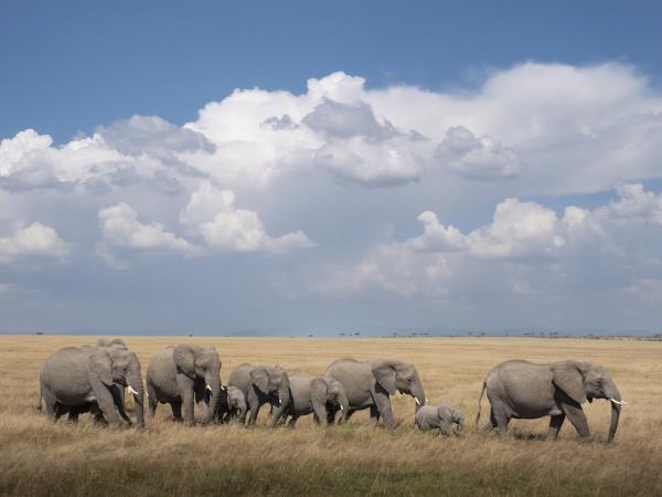 Tanzania photography safari tour 