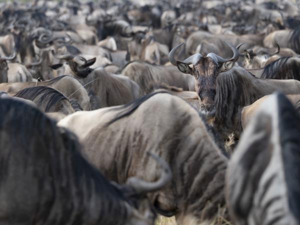 Tanzania photography safari tour 