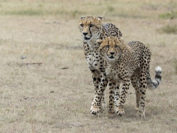 Tanzania photography safari tour 
