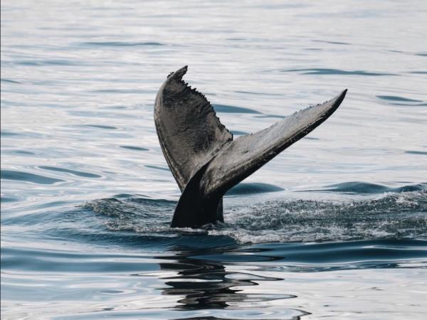 Whale watching sailing vacation, Norway