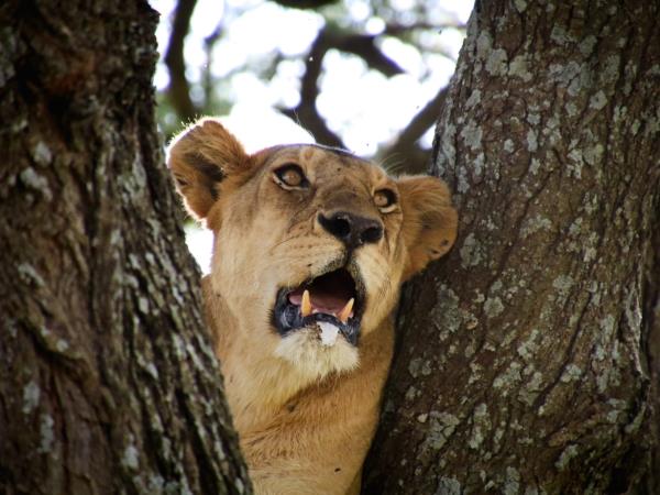 Mount Kilimanjaro climb and safari in Tanzania