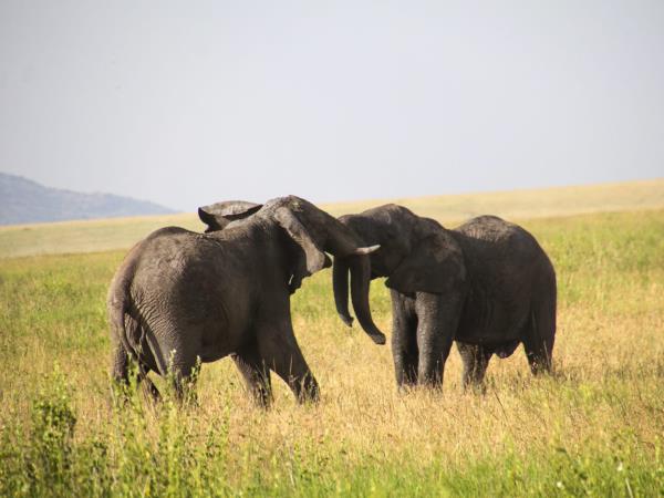 Mount Kilimanjaro climb and safari in Tanzania