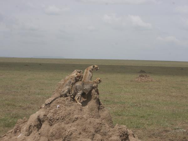 Mount Kilimanjaro climb and safari in Tanzania