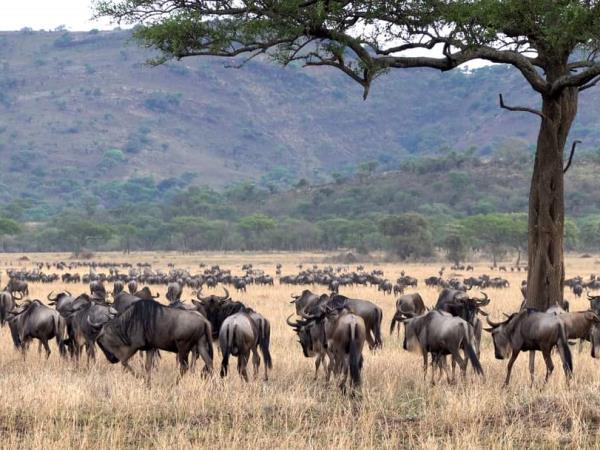 Mount Kilimanjaro climb and safari in Tanzania