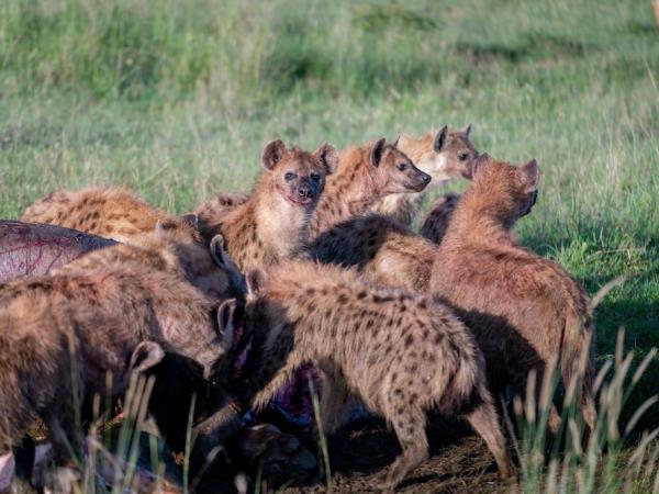Kenya safari and beach family vacation