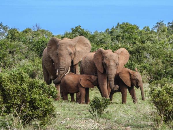 Kenya safari and beach family vacation