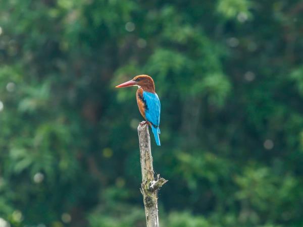 Luxury Sri Lanka birding tour