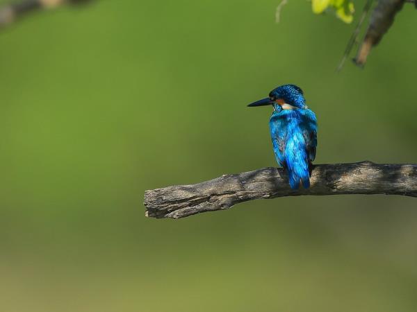 Luxury Sri Lanka birding tour