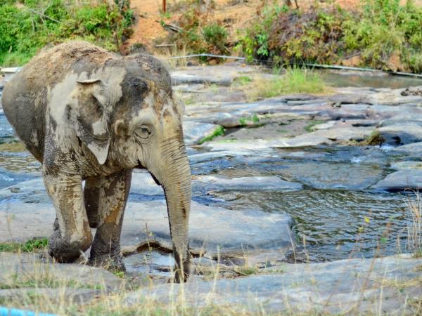 Ethical elephant vacation in Thailand with beach