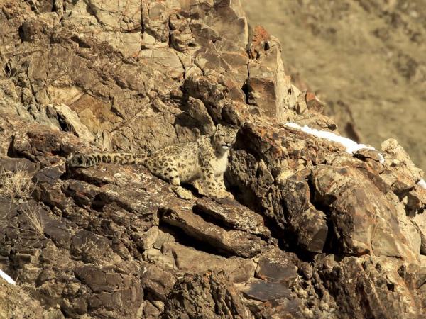 Ladakh snow leopard small group tour