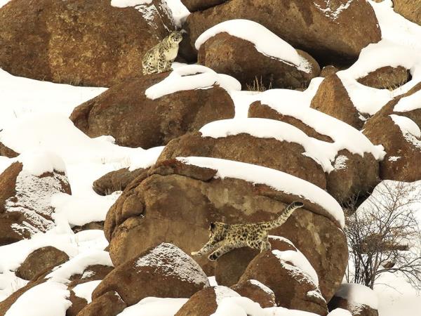 Ladakh snow leopard small group tour