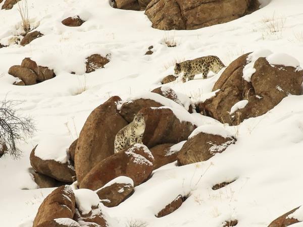 Ladakh snow leopard small group tour