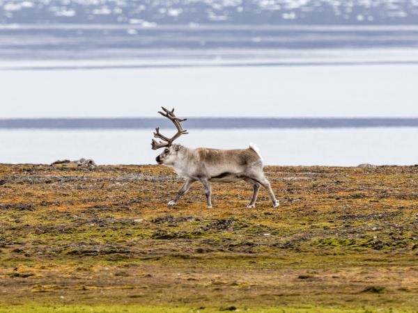 Luxury Spitsbergen expedition cruise