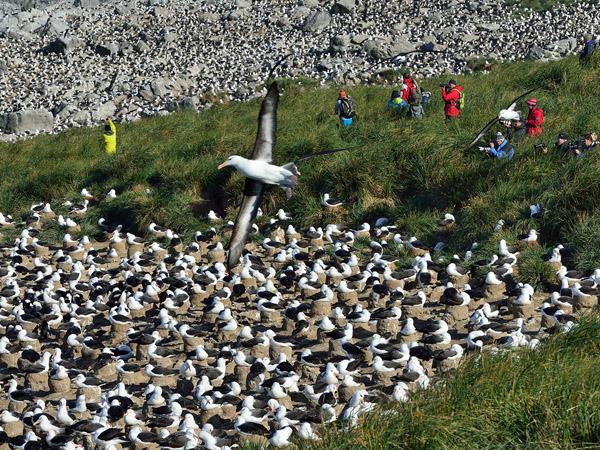 Falklands, South Georgia and Antarctica cruise
